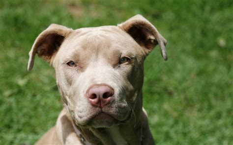 Do pit bulls shed - Only one support animal per passenger will be allowed, and 